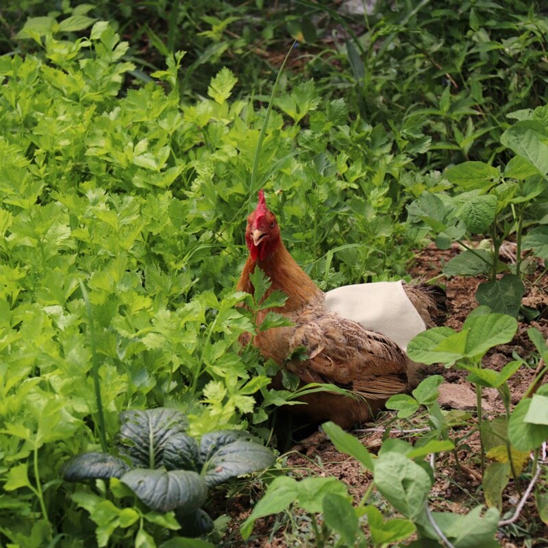 ! enkelvoudige riem kippenschort/zadel, verenbeschermer voor pluimvee - standaardmaat (groen)