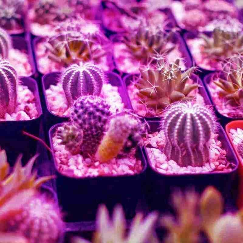 Led vokse lys fuldt spektrum 30/50/80w rødblå uv ir voksende lampe til hydroponics blomster planter grøntsager plante vækstlys