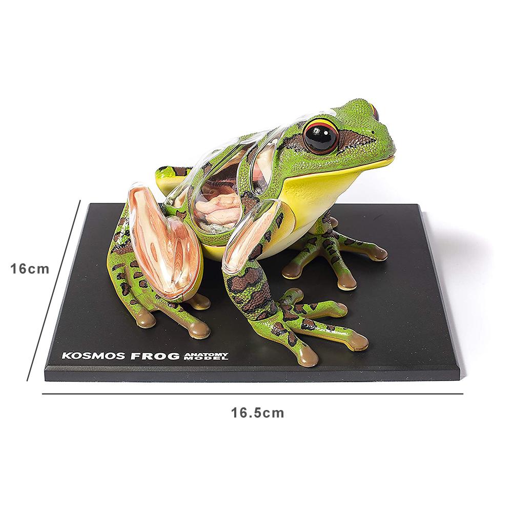 4D Vision Frog Anatomy Model Kit Educational Teaching Animal Model Supplies