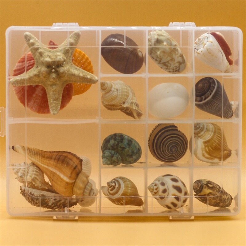 Natuurlijke Schelp Zeester Exemplaren Box Voor Kinderen Voorschoolse Mariene Biologie Populaire Wetenschap Decoratie Ambachten