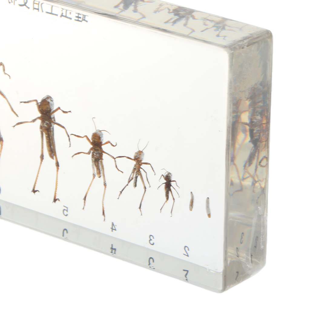 Life Cycle Of Grasshopper Specimen in Acrylic Block Biology Science Learning Toy, 6.7 x 3.15 x 0.8 inch