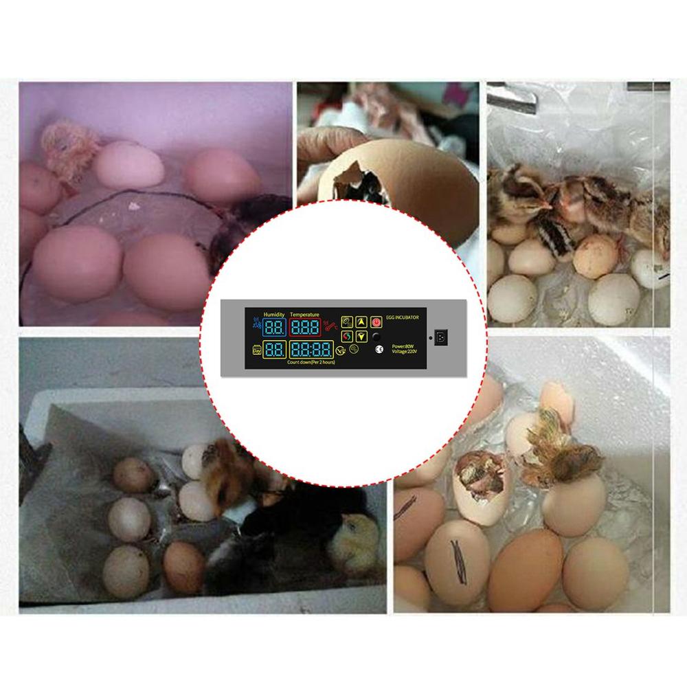 HTMC-5 DIY Mini Incubator Controller Constant Temperature Eggs Incubation Box Accessories Egger Incubator Controller Accessory