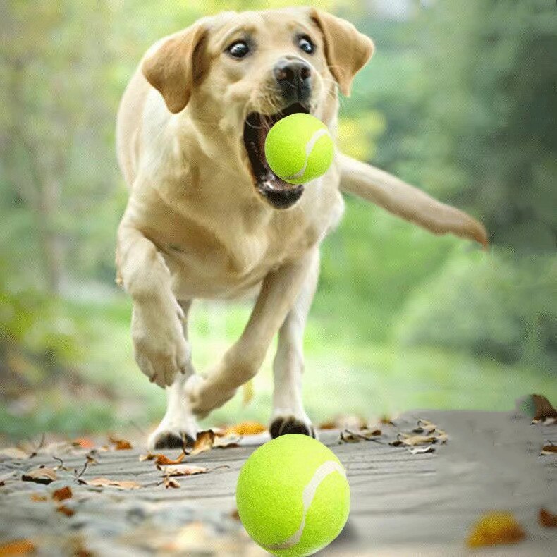 Mini pelota hinchable para perros y gatos, juguete de entrenamiento para mascotas, productos para mascotas