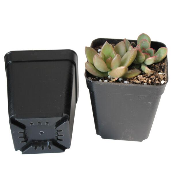 10pcs/lot Square Flower Pots 7*7*8cm Black Color Planters Pot Trays Plastic Pots Small Pots for Succulent plants ZXH