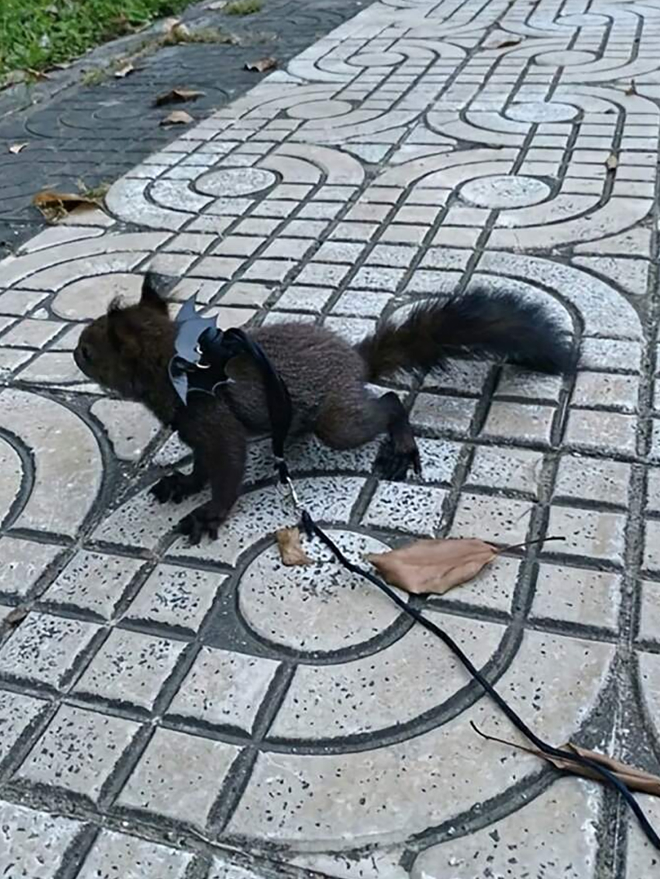 1 st kleine dieren hamster trekkabel riem, hamster bloemtak rat uitgaan riem