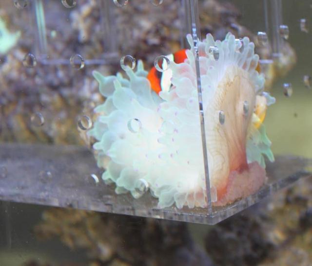 Red Starfish RF-5S 40*8*12cm Aquarium High Acrylic Fish Breeding Isolation Box, Fry, Coral Frags, Inverts, Breeding