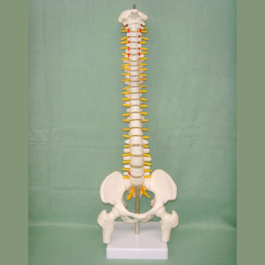 Modelo de espina humana anatómica de 45cm, suministros de anatomía Lumbar humana, modelos espinales, demostración para exhibición de enseñanza escolar