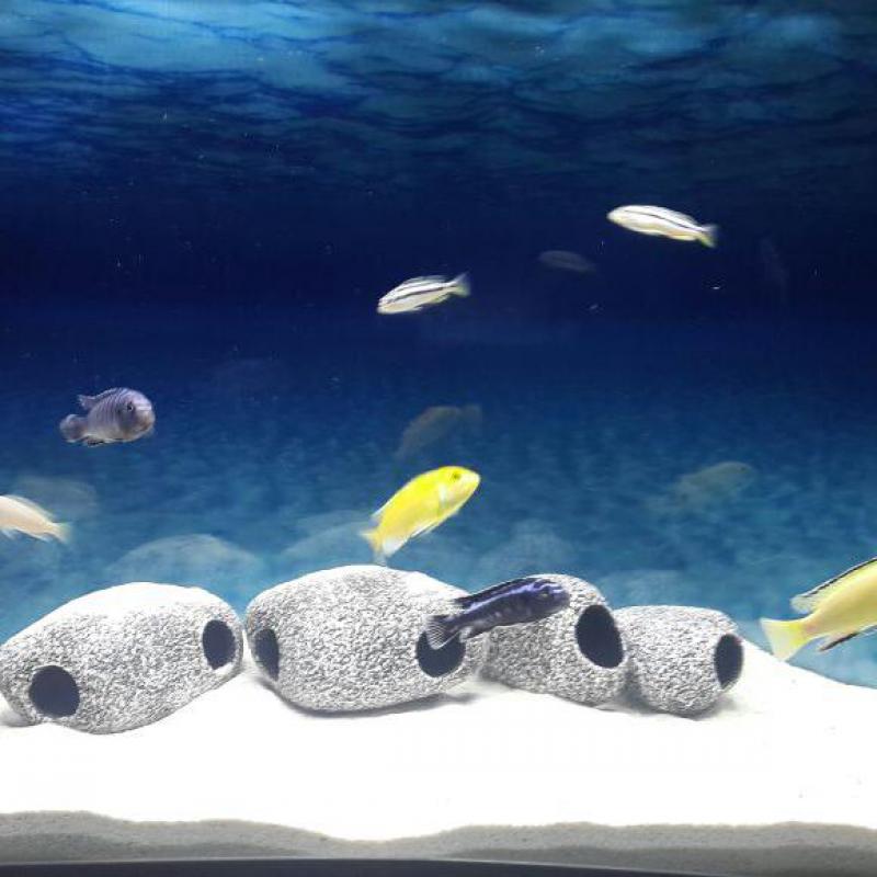 Di ceramica Acquario di Ciclidi Roccia grotta Decorazione Carro Armato di Pesci di Allevamento Nascondere Riparo Ornamento per Pesci Ciclidi Pietra Acuario arredamento