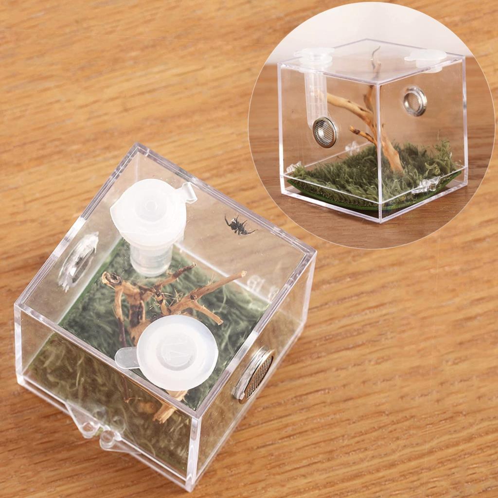 Caja de plástico para cría de insectos, jaula de alimentación transparente para araña saltamontes, Grillo, escorpión, escarabajo, Mantis