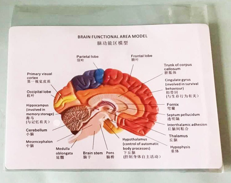 PVC kolorowy 1:1 ludzki mózg Model anatomiczny Model anatomiczny ludzkiego mózgu anatomia mózgu macierzystych półkuli mózgowej Model anatomiczny