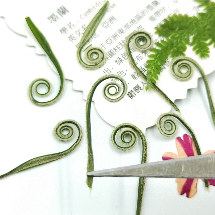 Marcapáginas prensadas naturales para manualidades, flores secas reales para manualidades DIY, de decoración facial, accesorios de joyería DIY, 24 Uds.