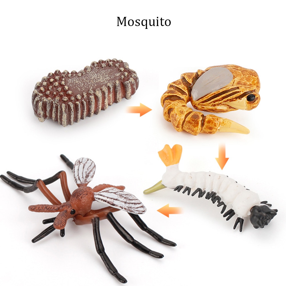 Simulation Animals Growth Cycle ButterflyLadybug Chicken Life Cycle Figurine Plastic Models Action Figures Educational Kids Toy