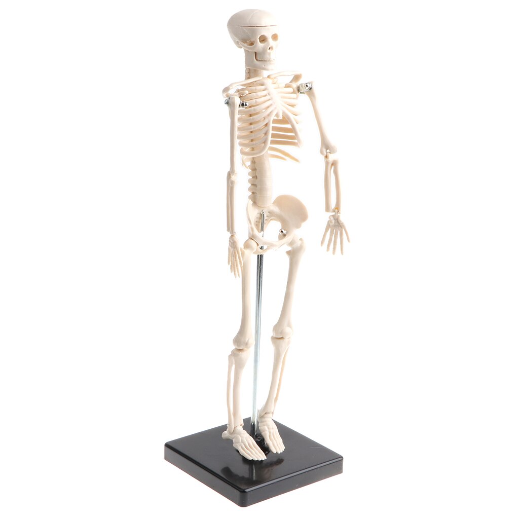 42cm Model Anatomical Educational Toy, Articulated Skeletal System, Classroom Display Decoration, Lab Supplies