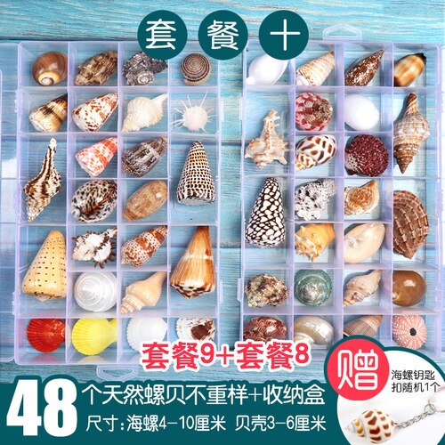 Natuurlijke Shell Schelp Exemplaren Populaire Wetenschappelijke Materialen Conch Geschenkdoos Kleuterschool Voorschoolse Mariene Biologie Collection Craft