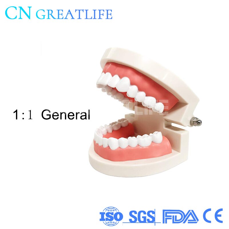 Good Typodont Teeth Model Practical False Dental Teeth Model Teeth Model for Studying: 1 to 1 general
