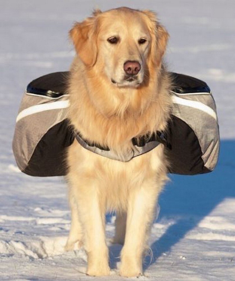 Hund Sattel Rucksack Reflektierende Tasche Sicherheit bei Nacht Mittel groß groß Hund Pack Tasche draussen Wandern Camping Ausbildung Haustier Träger TC