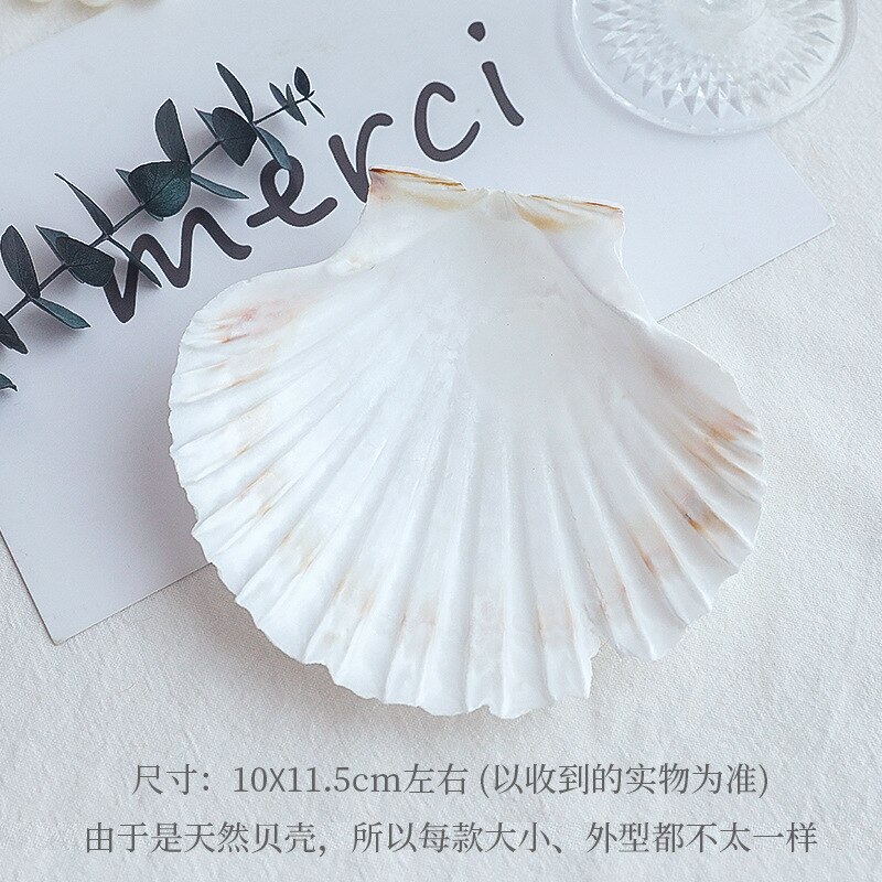 Shell decoration photography accessories photography Retro Props Birthday Party decorations props: AC313