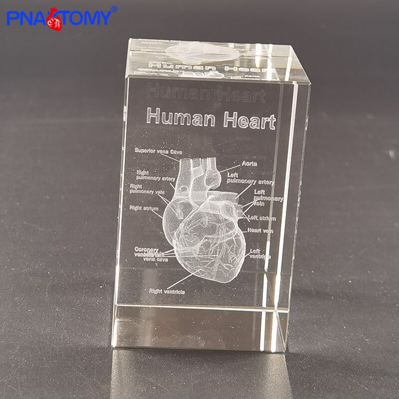 Squelette en cristal, humain, , dents, cœur, poumons, avec Instruction, modèle Transparent, démonstration médicale, anatomie: Heart6X6X10CM