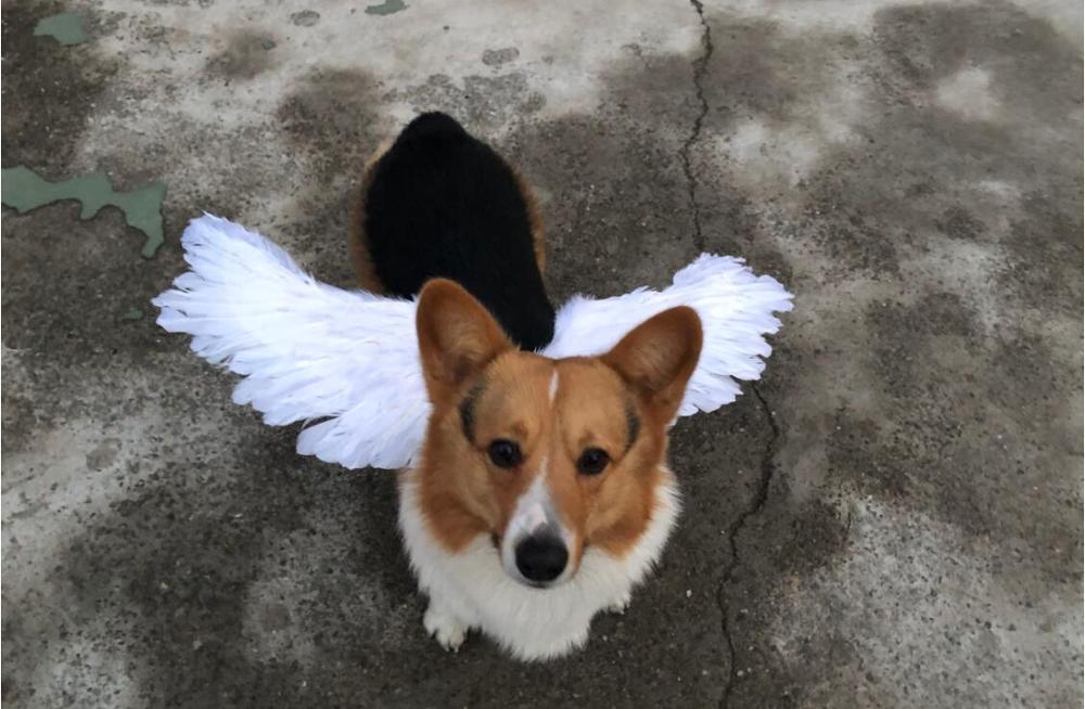 Huisdier Kostuum Hond Joke Kat vleugels accessoires Zwart of Wit Angel wing Prop rugzak Dieren Funny DIY jas kerst kleding