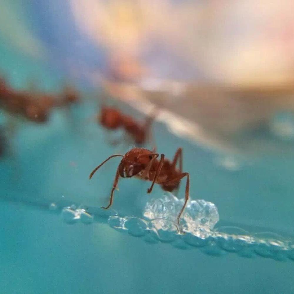 Hormiga granja hormigas casa mascota juguete Arte Luminoso especialmente Habitat decoración niños hormiga nido divertido 10,8 CM transparente insecto