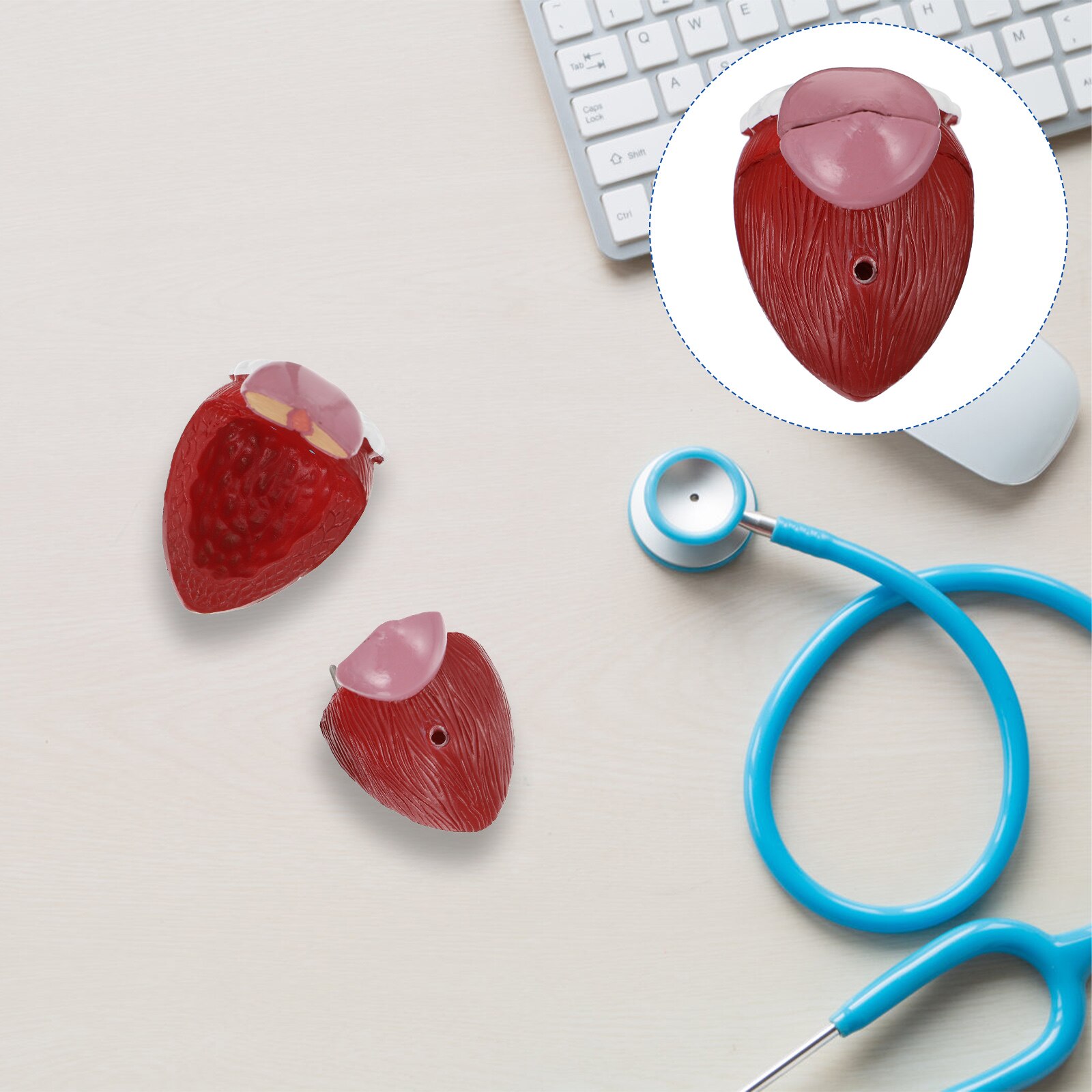 1pc Bladder Anatomical Model Prostate Anatomical Demonstration Model for School