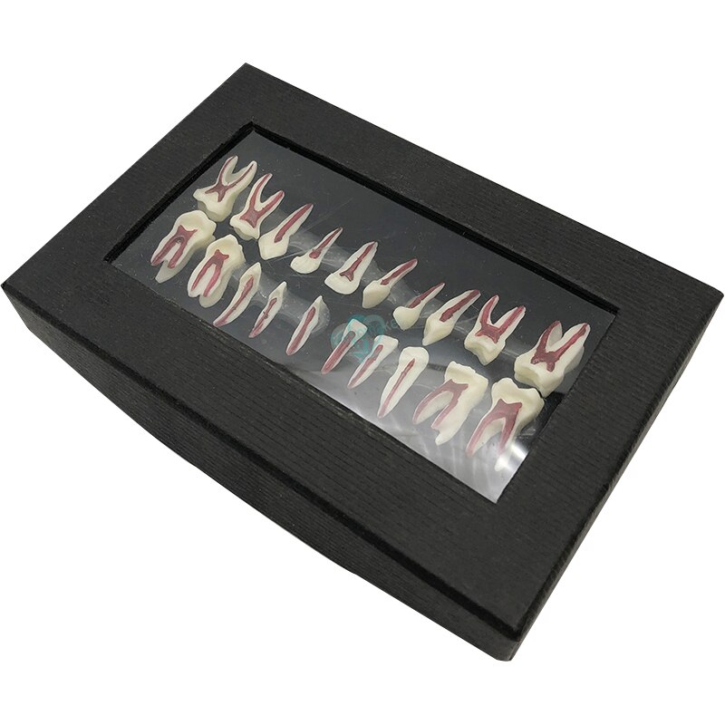 1Box Dental Oral Anatomical display model Teaching Model Dental Oral Deciduous Teeth Model Child&#39;s deciduous tooth