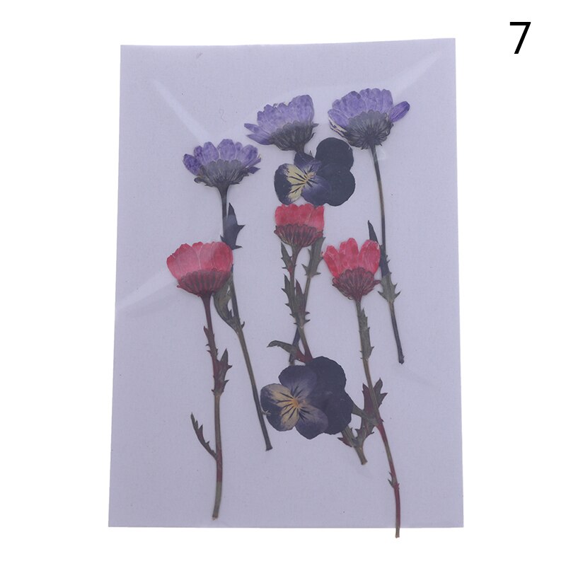 Dried Flowers specimen Pressed Scrapbook Bookmark Card DIY Art Craft Decor: 7