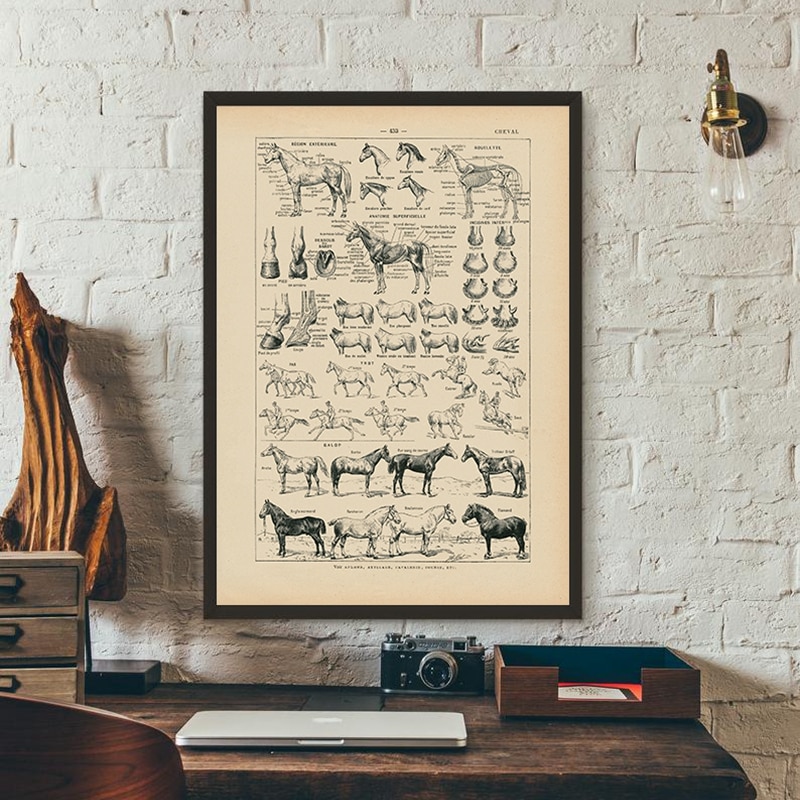 Vintage Franse Paard Anatomie Grafiek Prints Biologie Wall Art Decor, Paard Illustratie Dier Poster Canvas Schilderij Kantoor Decor