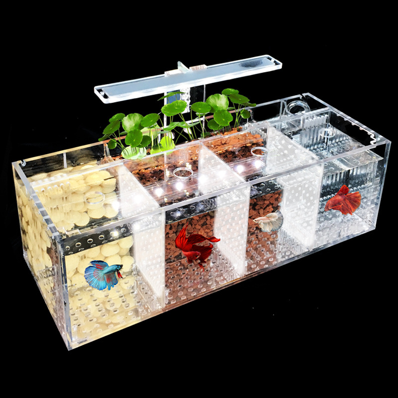 Acryl Isolatie Aquarium Met Meerdere Compartimenten Gestapeld En Transparante Kweekdoos Goudvissen Vechten Viskijktank