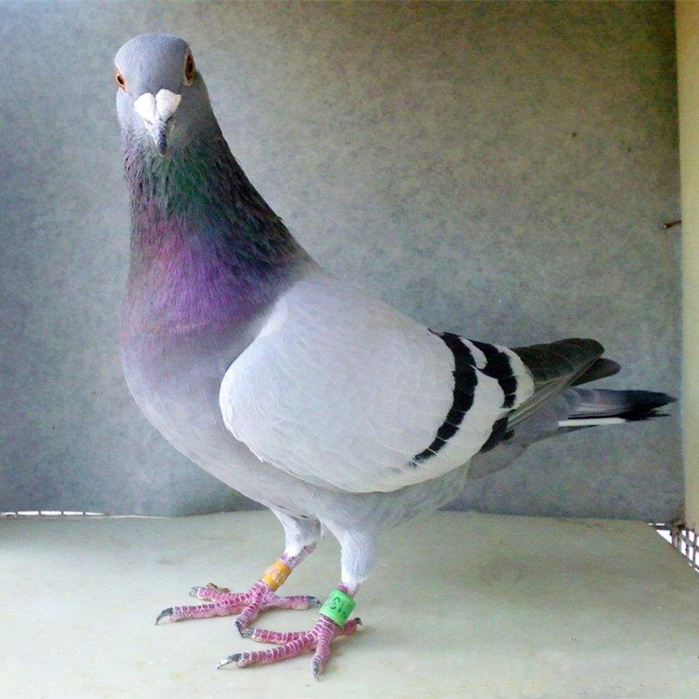 digitale Vogel fuß Ring 10 Farben Taube Identifikation fuß Ring Papagei nutzbar machen Vogel Lieferungen Tauben Ausbildung Werkzeug 100 Pc