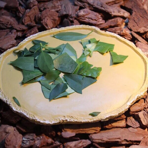 Harpiks mateskål drikkeskål terrarium reptil vivarium skilpadde gekko  # 2