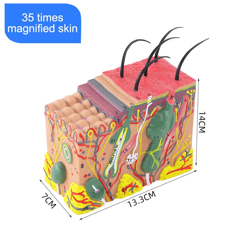 Estructura de la piel y el cabello humano, modelo agrandar, estructura de la piel, maqueta anatómica de esqueleto: 35 times