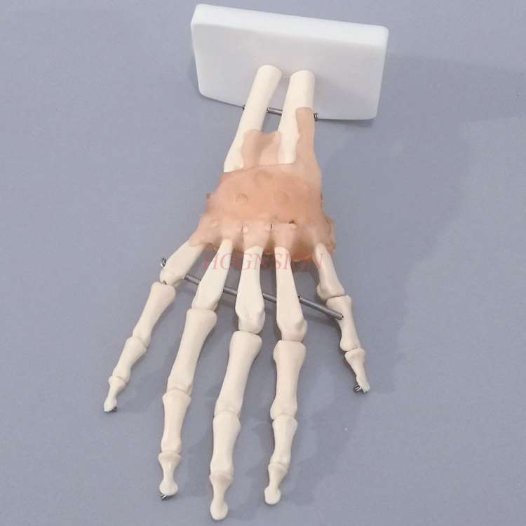 Hand Knochen Modell Handgelenk Gemeinsamen Hand Anatomie Knochen Bänder Beweglichen Struktur Phalanx Radius bilden