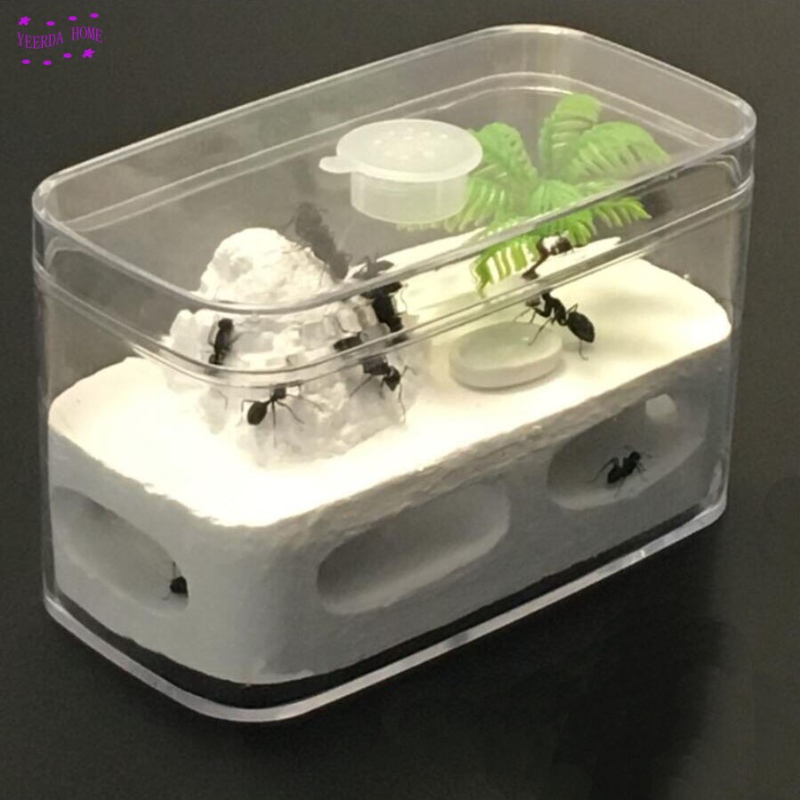Easy DIY with feeding area ant nest ,ant farm acryl, insect ant nests villa pet mania for house ants