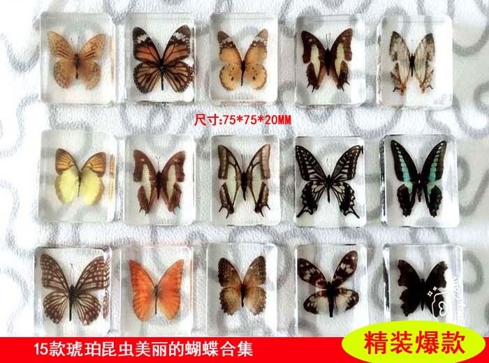 Animal Specimen Onderwijs Kinderen Speelgoed Dier Vlinder Hars Specimen Amber Goederen Van Voor Display Eerder Dan Voor Dragonfly