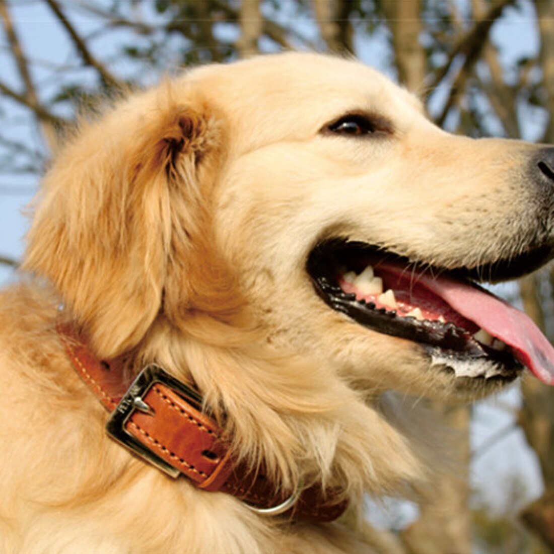 Kleurrijke hondenhalsband van pu-leer, verstelbaar, effen roze kattenhalsband, geschikt voor kleine, middelgrote en grote honden (maat s-xl)