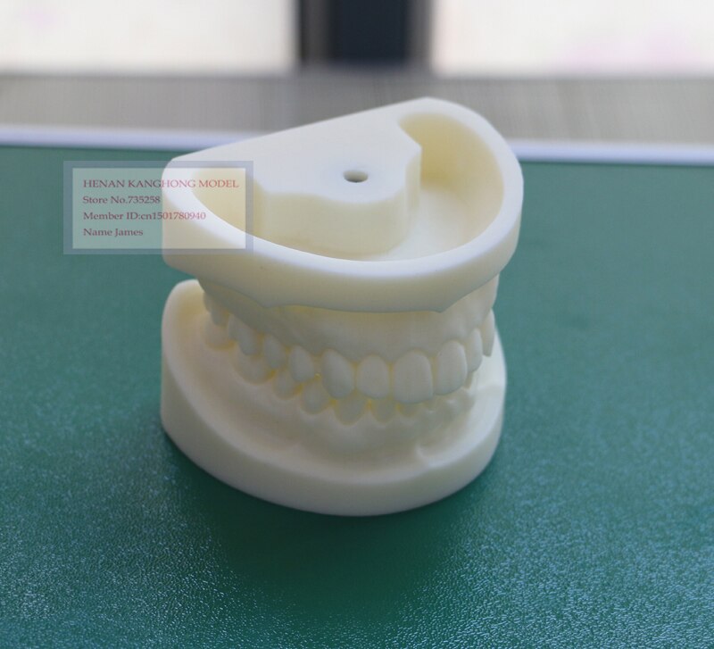 Wit korund tand model, Tand systeem voor praktijk model, Tand model, Dental model