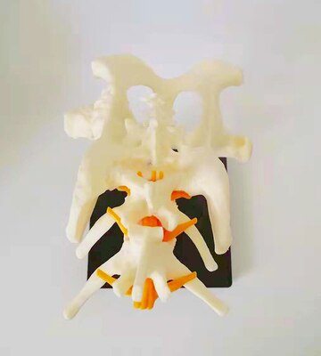 Osteoporose hond hip model hond skelet model dier skelet anatomie model canine pet veterinaire onderwijs