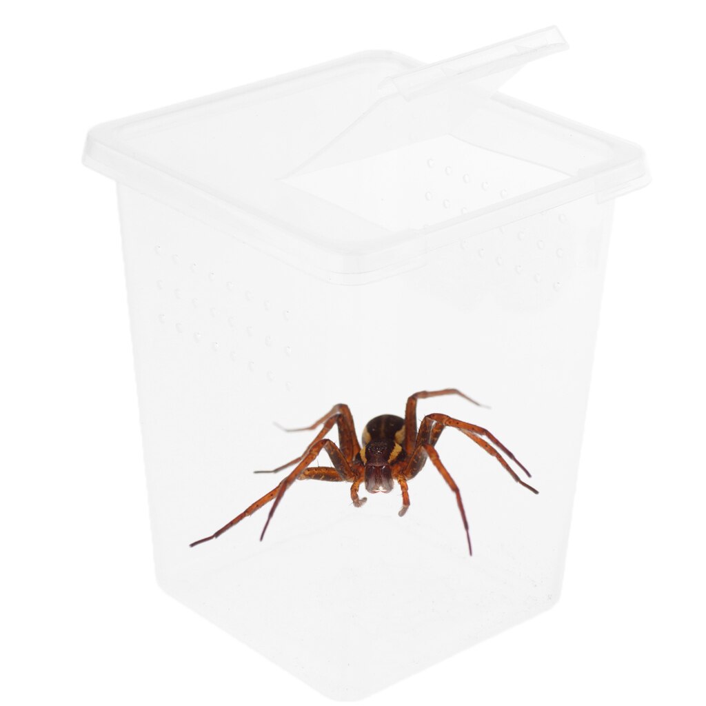 Plastik insekt frø edderkop levested foderkasse beholder genanvendelig 8 x 8 x 11cm