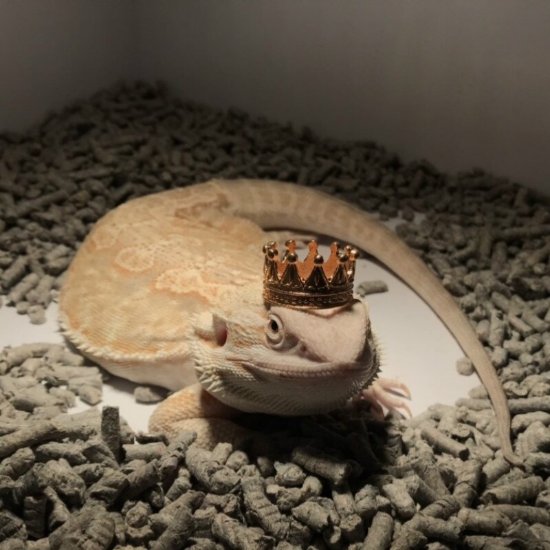 Skægget drage halskæde skægget drage indretning skægget drage krone firben krone gecko halskæde