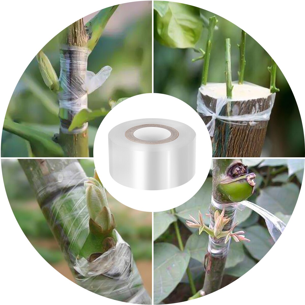 1pc PE Grafting Tape Stretchable Moistureproof Clear Floristry Film for Pecans Walnuts Citrus Avocado Fruits Tree (30mmx100m)