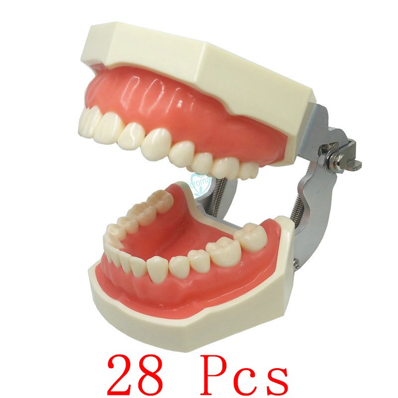 1pcs Dental Teaching Model Demonstration Tooth Model With Removable 32pcs /28pcs Teeth: 28pcs