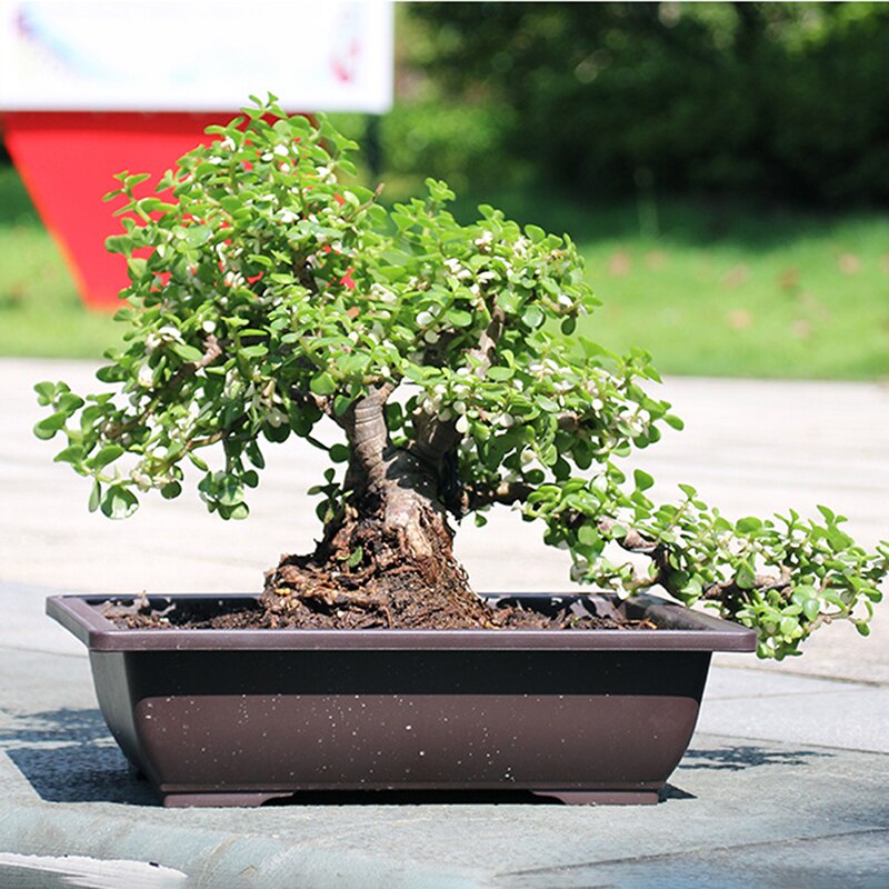 Maceta de plástico para flores, cuenco cuadrado para bonsái, para guardería, cuenco rectangular de imitación, 1 unidad
