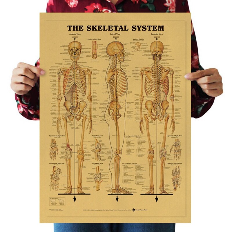Póster del esqueleto del cuerpo para decoración del hogar, cuadro adhesivo para pared, estructura del sistema nervioso, Retro, papel Kraft