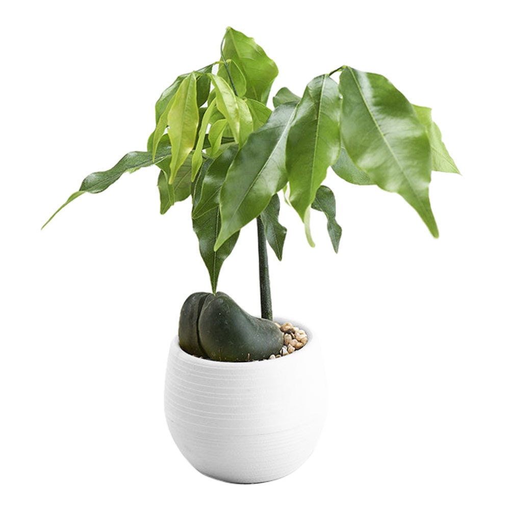 Mini Colourful Round Plastic Plant Flower Pot Garden Home Office Decor Planter Desktop Flower Pots Home Office Decoration#50