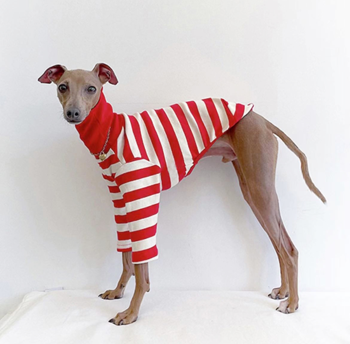 Bonito gola alta colorblock galgo italiano roupas de algodão estiramento filhote de cachorro roupas whippet/bellington médio cão roupas para animais de estimação