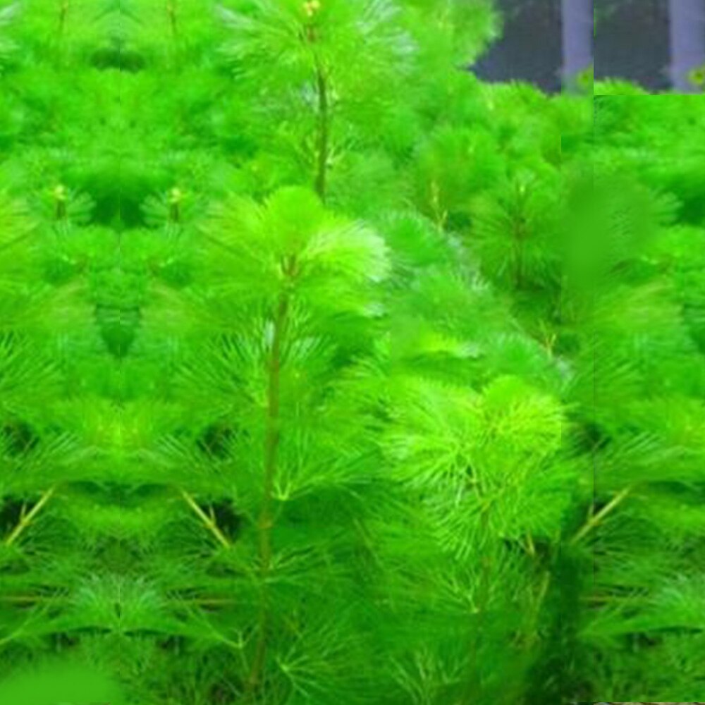 Akvarium kunstig plante dekoration grønt græs dekoration landskab simulering vand plante landskab tilbehør dekoration