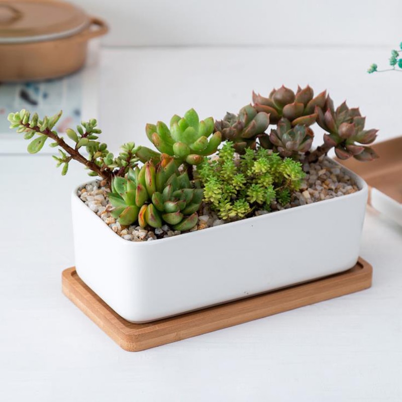 Decoratie knutselen bamboe ronde borden bureaublad bonsai potten potten trays basis bloempotten bamboe standaard