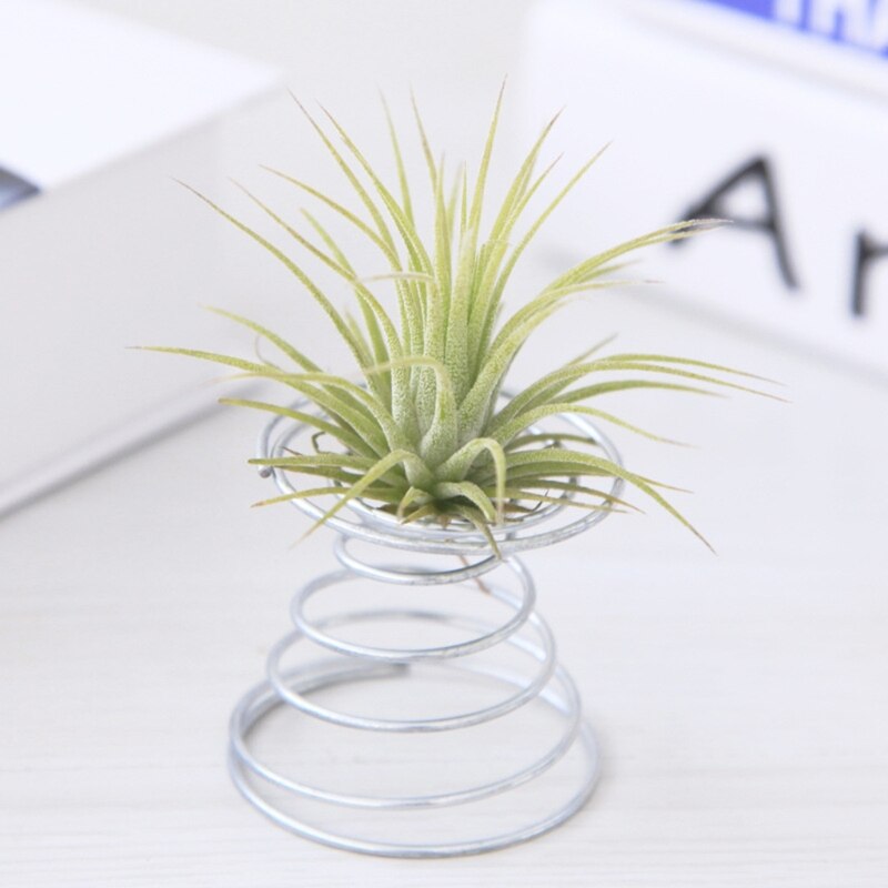 Luftplante fjedertråd bordplade tillandsia holder miniature havedekoration