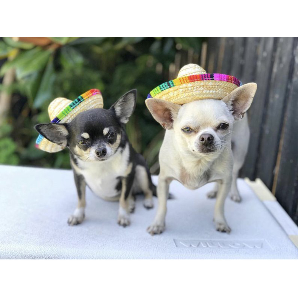 Sommer sød kæledyr mini stråhat sombrero hat mexicanske hatte dekorativ fest hat til kattehund små kæledyr solblok uv beskyttelse